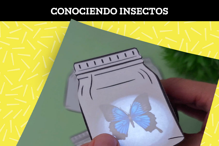 Descubriendo insectos
