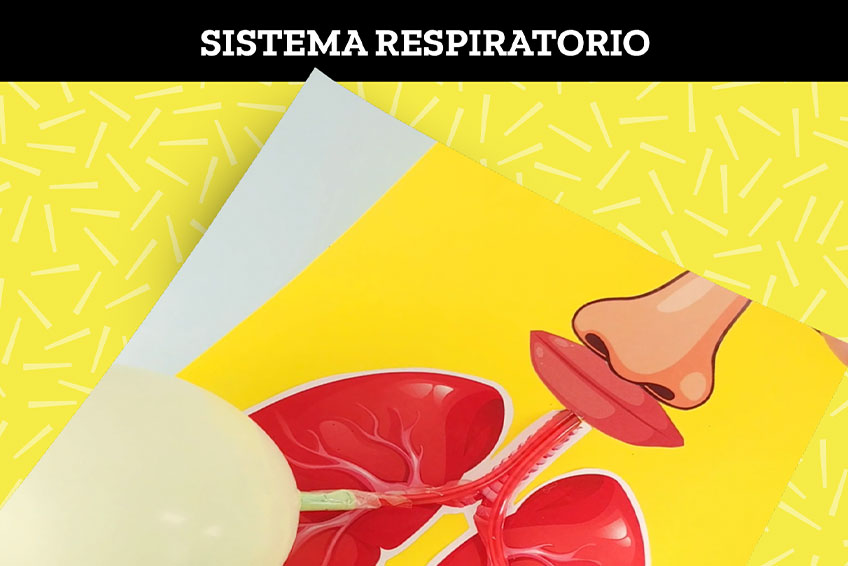 Sistema Respiratorio